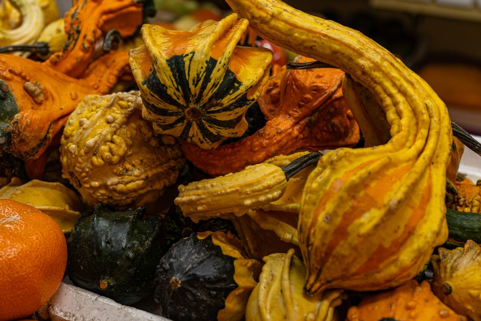 Colorful assortment of decorative gourds and squashes in fall setting.