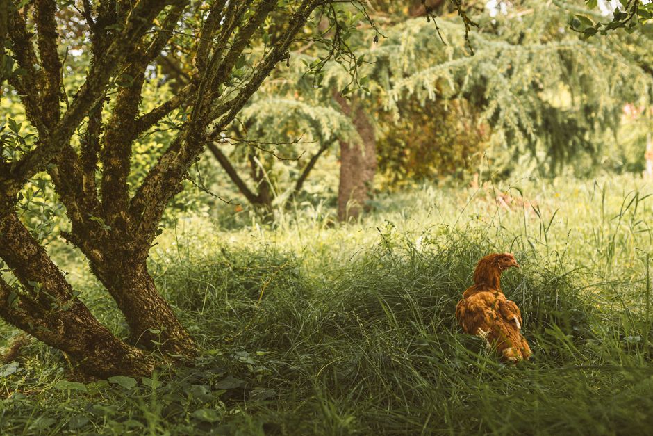 Peaceful scene of a hen in a verdant forest surrounded by grass and trees.